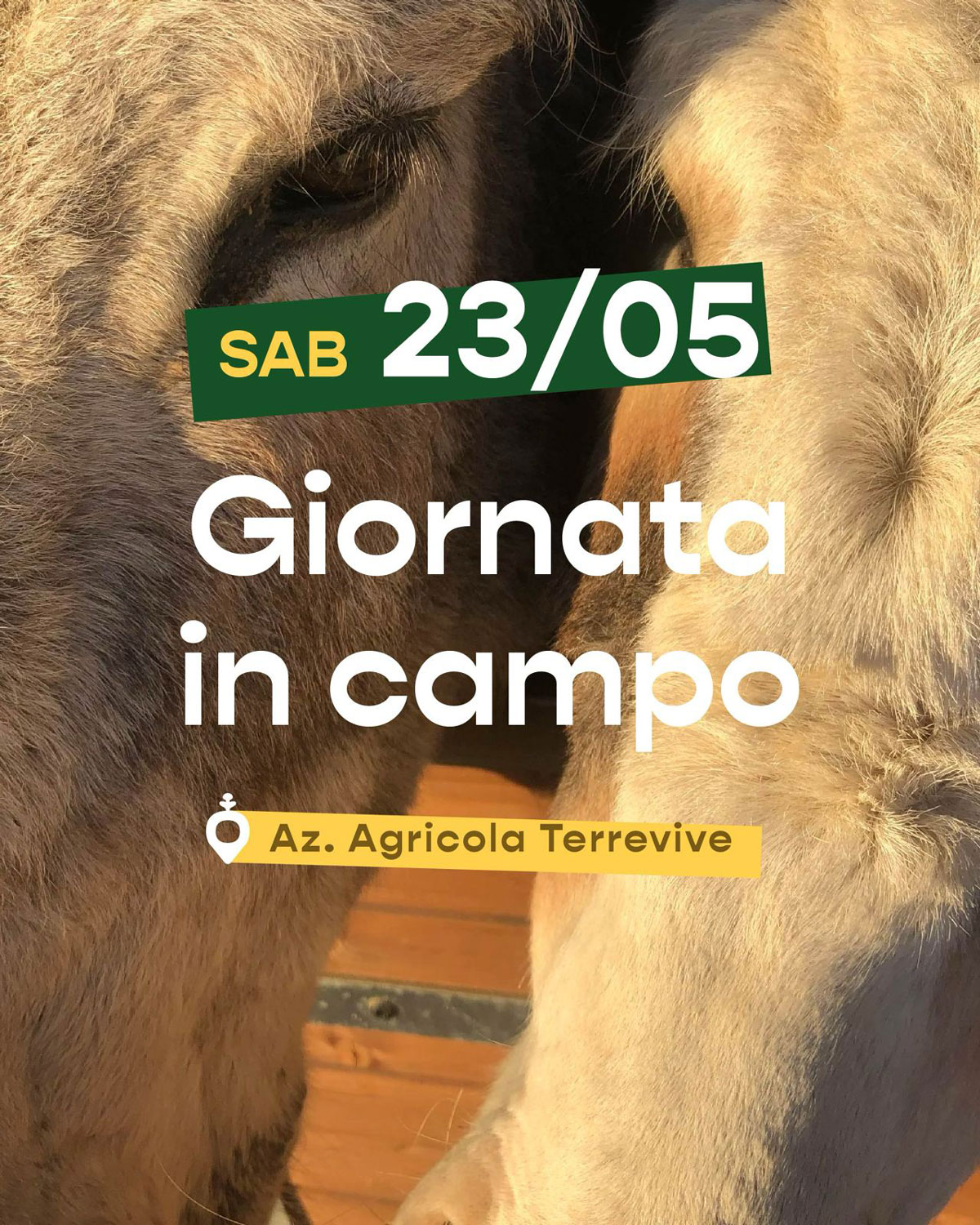 settimana consumo critico 26 a